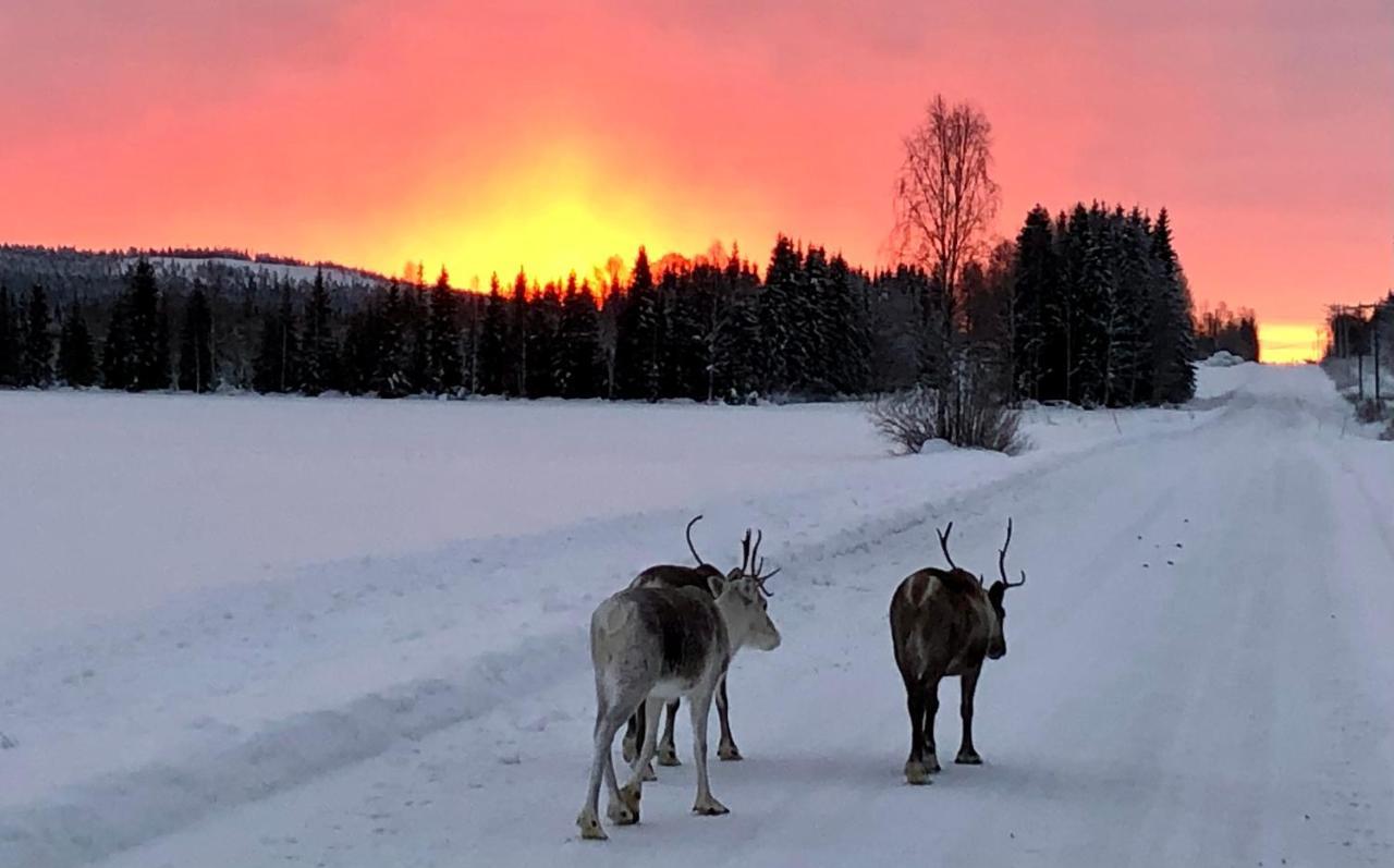 Kaetkae Lake Lodge Tervola Eksteriør billede